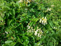 thumb_2014-11-19_09.35.49.jpg