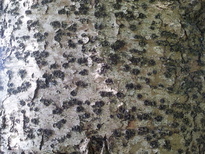 thumb_2014-11-27_10.34.46.jpg