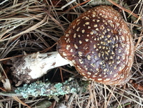 thumb_2014-12-12_11.26.48.jpg