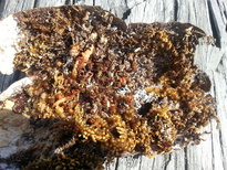 thumb_2015-01-07_09.39.01.jpg