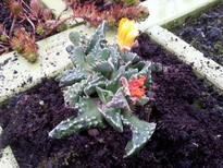 thumb_20161221_101523.jpg