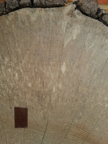 thumb_20170621_122605.jpg