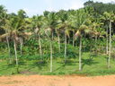 thumb_1280px-Coconut_tree_orchard.jpeg
