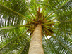 thumb_coconut-tree-trimming.jpeg