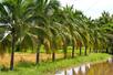 thumb_depositphotos_4017819-stock-photo-coconut-tree.jpeg