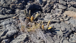 thumb_20171130_094310.jpg