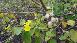 thumb_20171130_162913.jpg