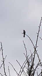 thumb_20171130_165846.jpg