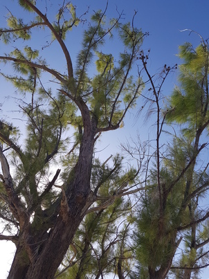 thumb_20180602_170457.jpg