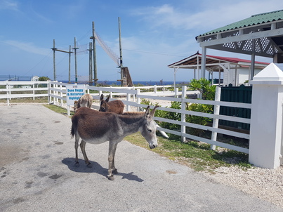 thumb_20180603_110036.jpg