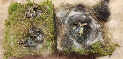 thumb_20180616_192125.jpg
