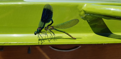 thumb_20180627_132826.jpg