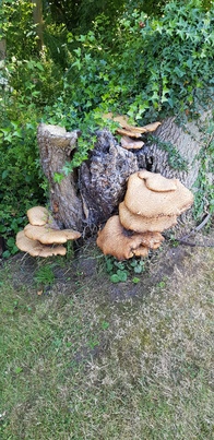 thumb_20180628_155531.jpg