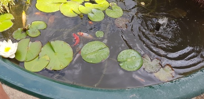thumb_20180719_142735.jpg