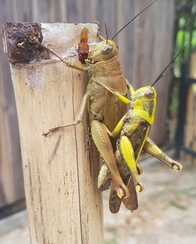 thumb_20190125_122814.jpg