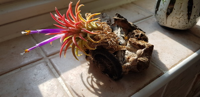 thumb_20180719_085521.jpg