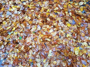thumb_20191026_160030.jpg