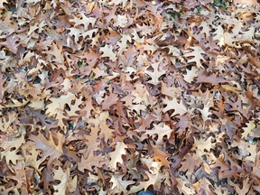 thumb_20191030_114018.jpg