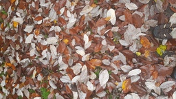 thumb_20191125_110553.jpg
