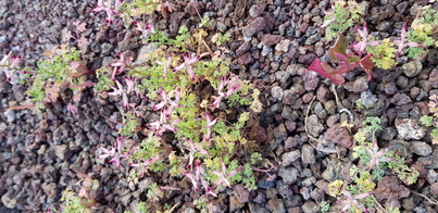 thumb_20200126_131710.jpg