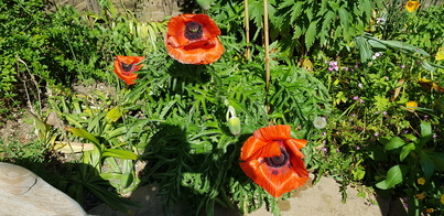 thumb_20200525_152700.jpg