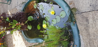 thumb_20200810_151700.jpg