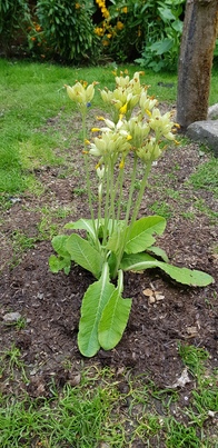 thumb_20210527_140307.jpg
