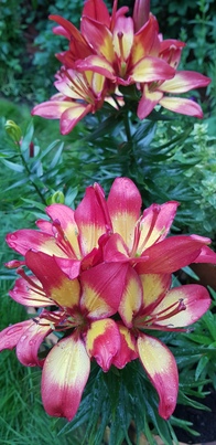 thumb_20210702_195639.jpg