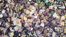 thumb_20211016_105941.jpg