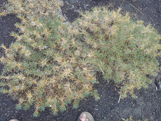 thumb_20120927_114253.jpg